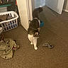Sassy is registered to the contest to win money with this photo: cat, indoor, carpet, laundry_basket, clothing, sock, door, room, pet, animal, household, feline, walking, domestic, messy, floor, tail, fur, curious, home
