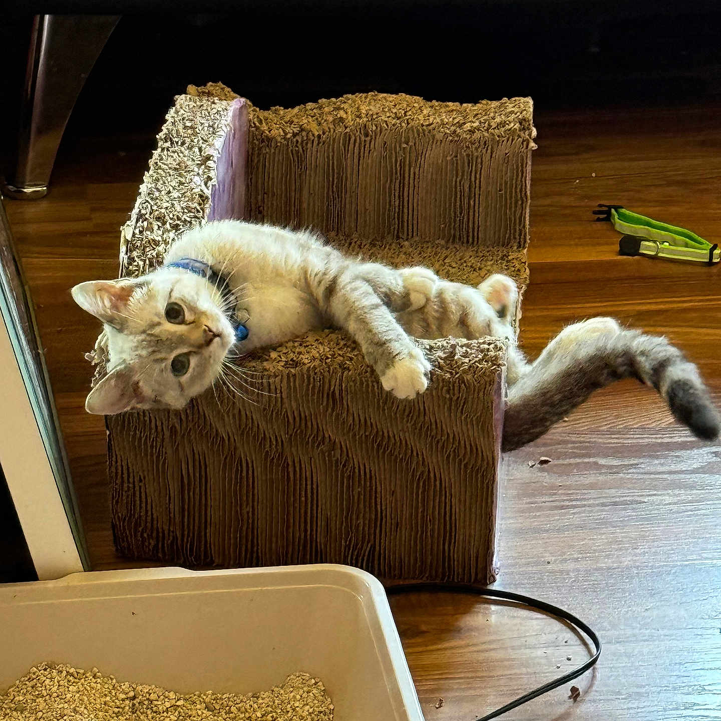Patron joined the competition — help win amazing prizes! abyssinian, animal, architecture, armchair, box, building, cat, chair, couch, furniture, hardwood, indoors, kitten, livingroom, manx, pet, plywood, room, siamese, wood