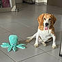 Cocas a rejoint le concours — aidez-le/la à gagner de superbes lots ! dog, beagle, pet, indoor, tile_floor, toy, plush_toy, octopus_toy, tongue_out, sitting, floor, animal, cute, pet_toy, household, shoes, shelf, door, reflection, playful