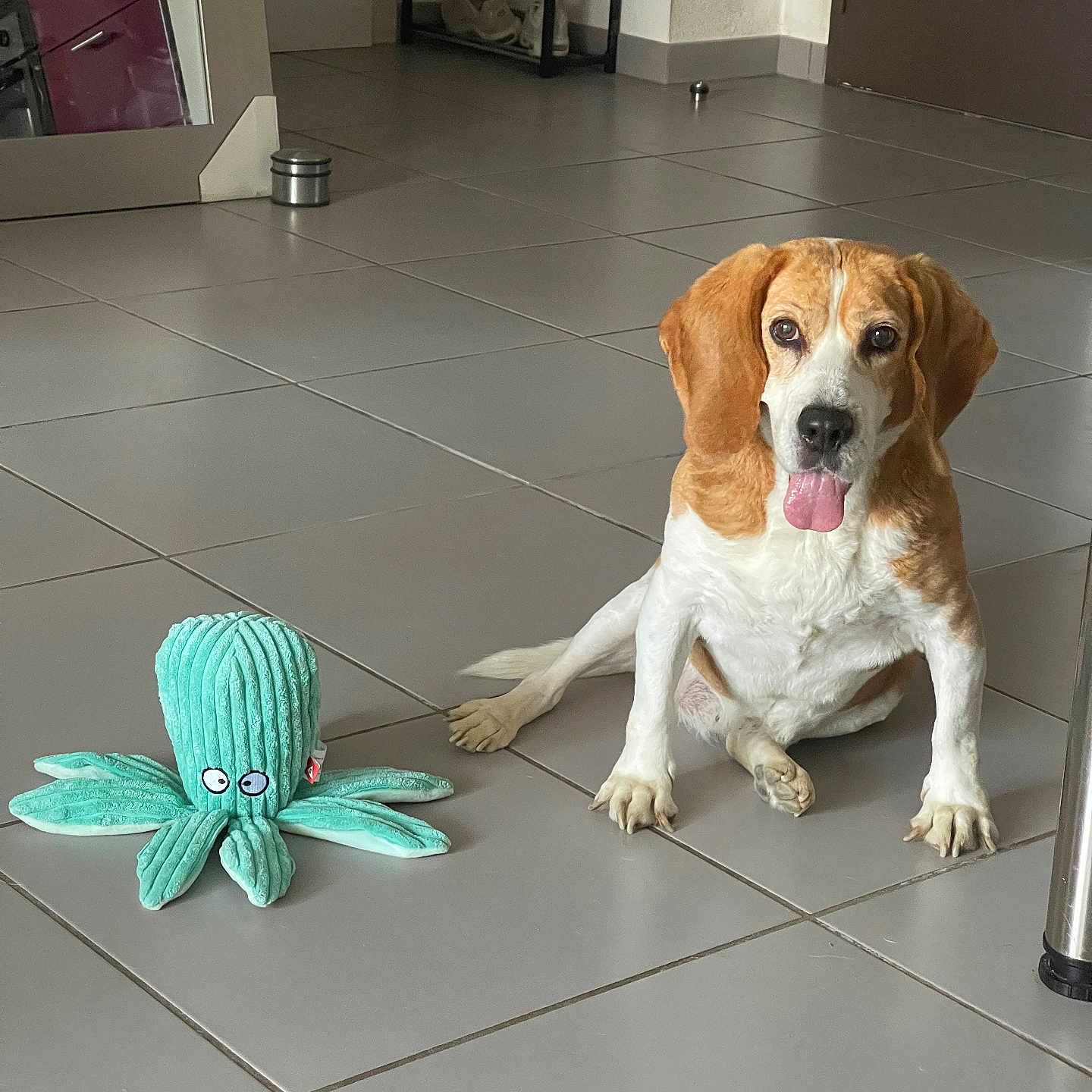 Cocas a rejoint le concours — aidez-le/la à gagner de superbes lots ! animal, beagle, cute, dog, door, floor, household, indoor, octopus_toy, pet, pet_toy, playful, plush_toy, reflection, shelf, shoes, sitting, tile_floor, tongue_out, toy