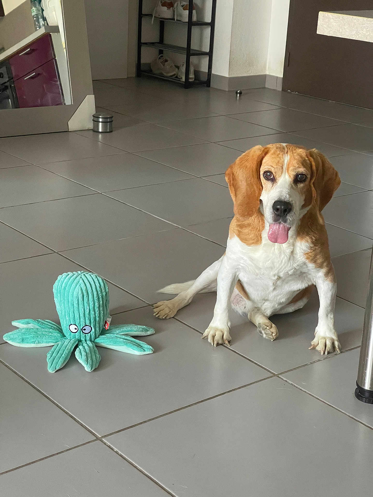 Cocas a rejoint le concours — aidez-le/la à gagner de superbes lots ! dog, beagle, pet, indoor, tile_floor, toy, plush_toy, octopus_toy, tongue_out, sitting, floor, animal, cute, pet_toy, household, shoes, shelf, door, reflection, playful
