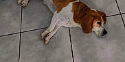 Cocas participe au concours pour gagner de l'argent avec cette photo : dog, beagle, lying_down, floor, tile_floor, indoor, pet, brown_and_white, slippers, footwear, casual, relaxed, domestic, animal, paw, ear, snout, quiet, resting, home