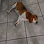 Cocas participe au concours pour gagner de l'argent avec cette photo : dog, beagle, lying_down, floor, tile_floor, indoor, pet, brown_and_white, slippers, footwear, casual, relaxed, domestic, animal, paw, ear, snout, quiet, resting, home