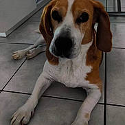 Cocas participe au concours pour gagner de l'argent avec cette photo : dog, beagle, indoor, floor, tile, pet, animal, laying_down, brown, white, ears, paw, furniture, television, cabinet, curious, closeup, portrait, domestic, house