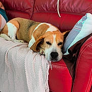 Cocas participe au concours pour gagner de l'argent avec cette photo : dog, beagle, couch, red_leather, blanket, pillow, indoor, pet, resting, relaxed, fur, floor_tiles, home, comfort, animal, sleepy, living_room, domestic, canine, furniture