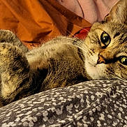 Lillie is registered to the contest to win money with this photo: cat, tabby_cat, pet, whiskers, green_eyes, paw, fur, close_up, bedding, blanket, pillow, indoor, cozy, resting, lying_down, portrait, looking_at_camera, stripes, home, soft_texture