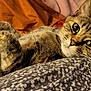 cat, tabby_cat, pet, whiskers, green_eyes, paw, fur, close_up, bedding, blanket, pillow, indoor, cozy, resting, lying_down, portrait, looking_at_camera, stripes, home, soft_texture