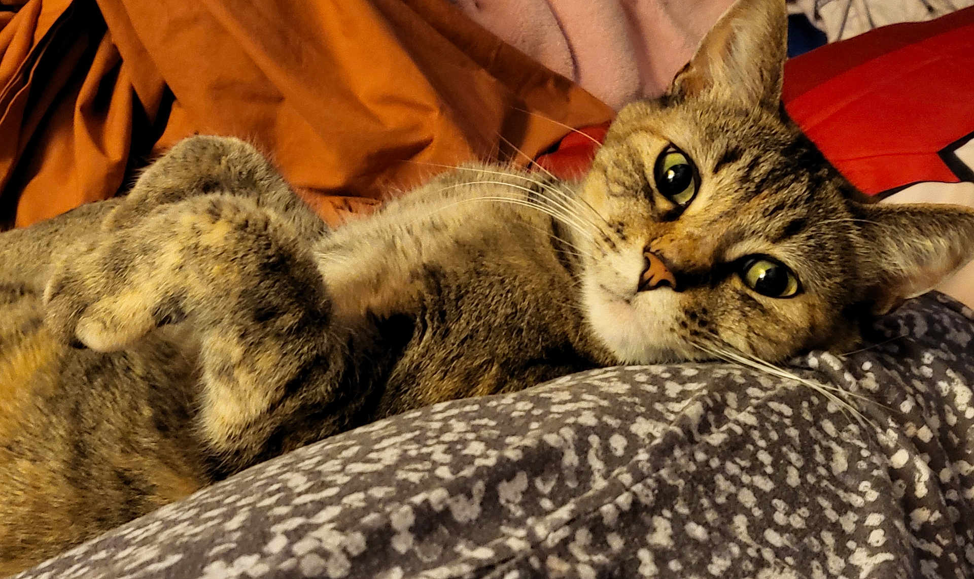 Lillie is registered to the contest to win money with this photo: cat, tabby_cat, pet, whiskers, green_eyes, paw, fur, close_up, bedding, blanket, pillow, indoor, cozy, resting, lying_down, portrait, looking_at_camera, stripes, home, soft_texture