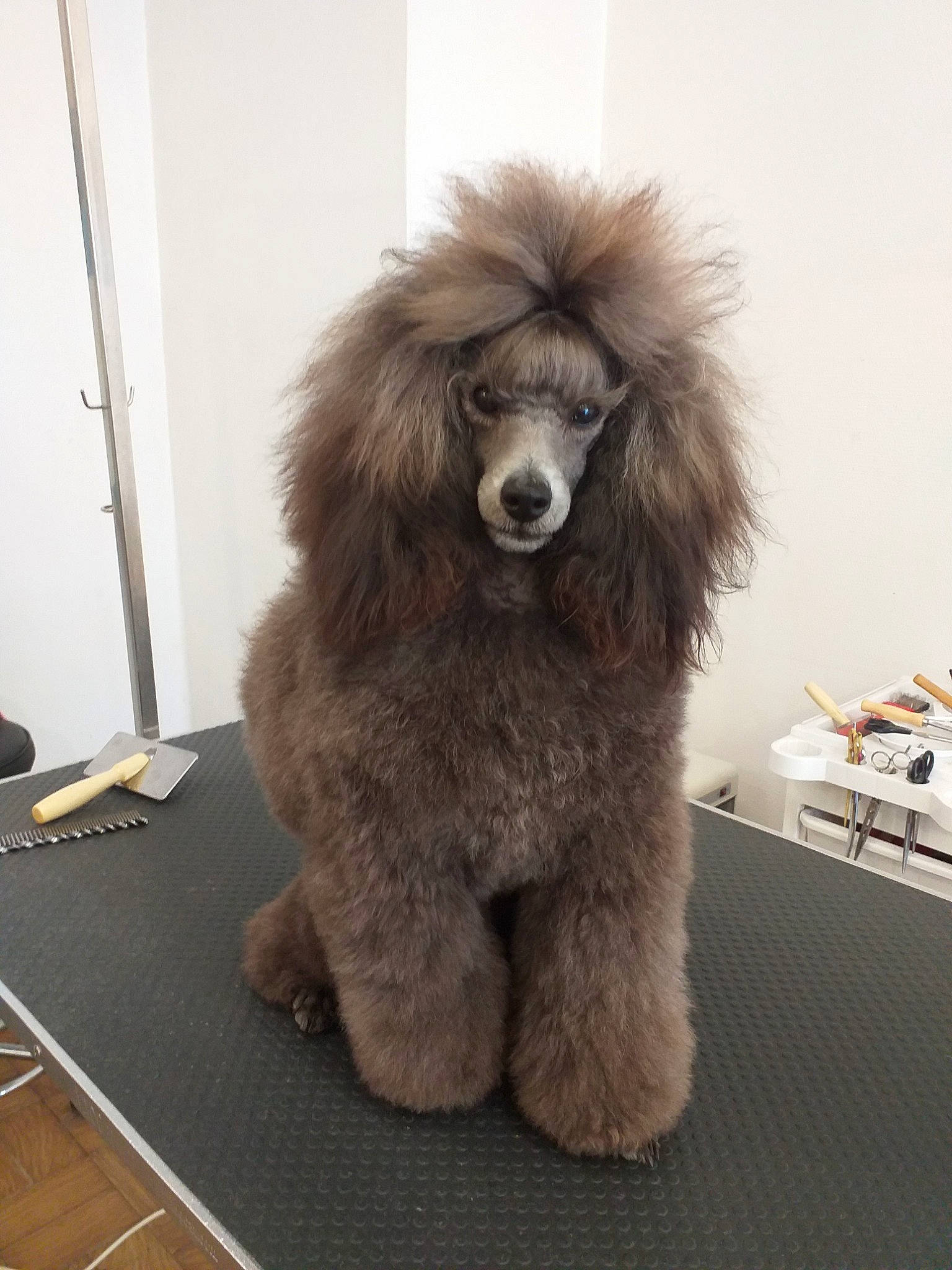 Pedro participe au concours pour gagner de l'argent avec cette photo : ancient_dog_breeds, canidae, carnivore, companion_dog, dog, dog_breed, fawn, fur, mammal, miniature_poodle, non_sporting_group, poodle, poodle_crossbreed, snout, sporting_group, standard_poodle, toy_dog, toy_poodle, vertebrate, water_dog