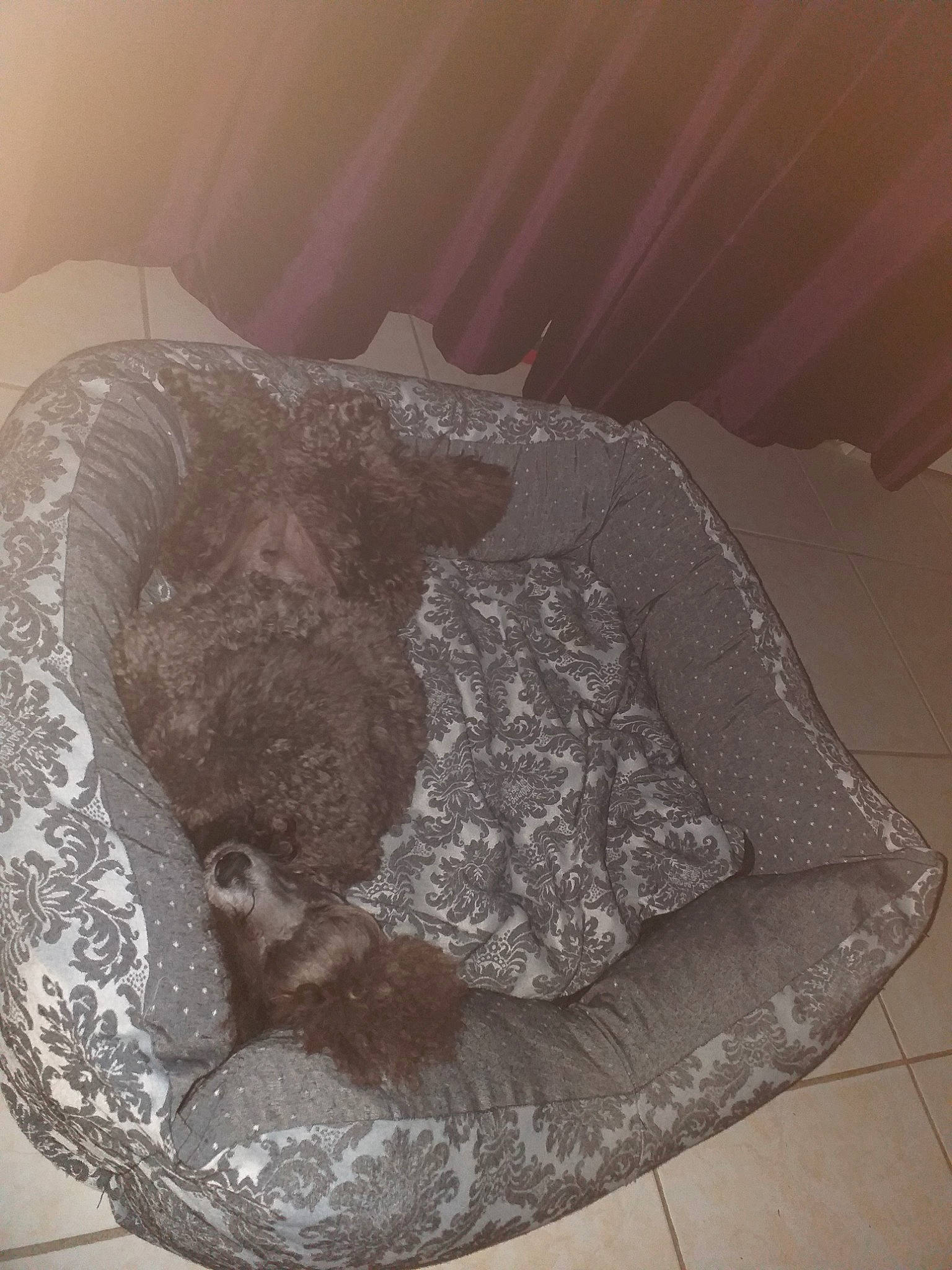 Pedro participe au concours pour gagner de l'argent avec cette photo : lace, textile, water