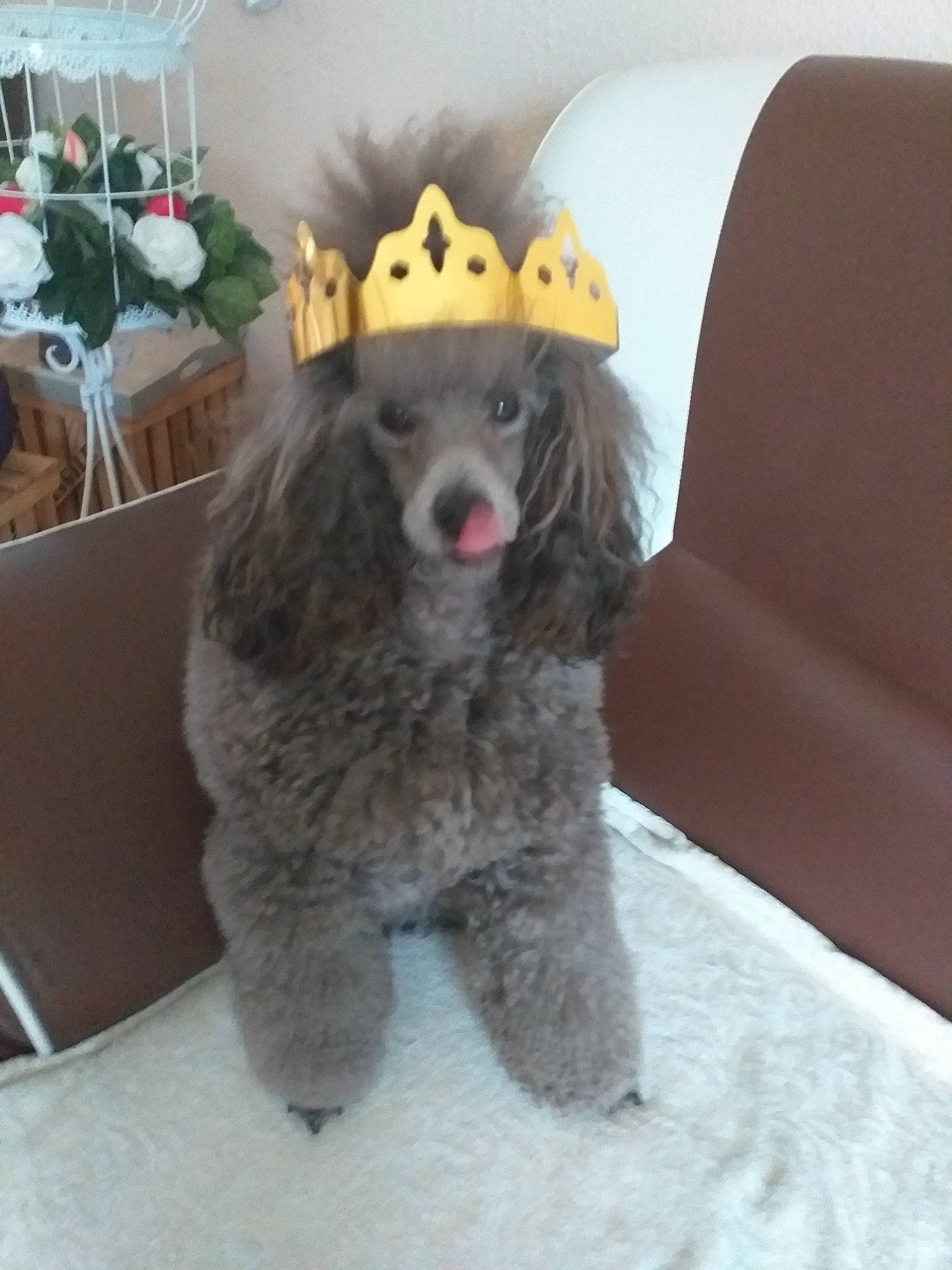 Pedro a rejoint le concours — aidez-le/la à gagner de superbes lots ! canidae, carnivore, companion_dog, couch, dog, dog_breed, flowerpot, fur, grey, pet_supply, poodle, snout, sporting_group, standard_poodle, tongue, toy_dog, vertebrate, water_dog, working_animal, working_dog