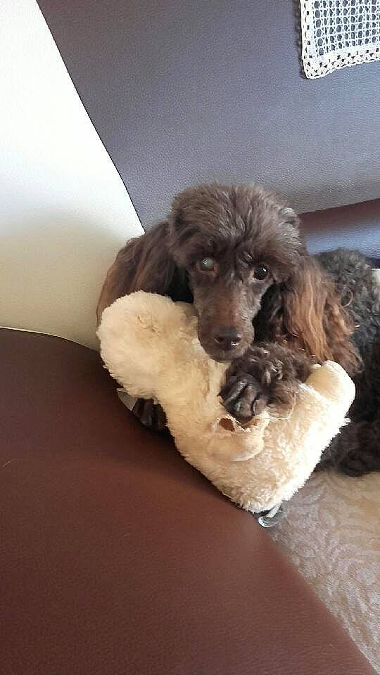 Darius a rejoint le concours — aidez-le/la à gagner de superbes lots ! canidae, carnivore, cockapoo, companion_dog, dog, dog_breed, goldendoodle, labradoodle, mammal, miniature_poodle, non_sporting_group, poodle, poodle_crossbreed, puppy, spaniel, sporting_group, standard_poodle, toy_dog, toy_poodle, vertebrate