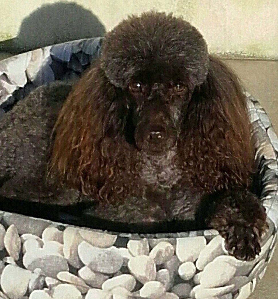 Darius a rejoint le concours — aidez-le/la à gagner de superbes lots ! american_water_spaniel, barbet, canidae, carnivore, companion_dog, dog, dog_breed, irish_water_spaniel, mammal, miniature_poodle, non_sporting_group, poodle, poodle_crossbreed, sporting_group, standard_poodle, toy_dog, toy_poodle, vertebrate, water_dog