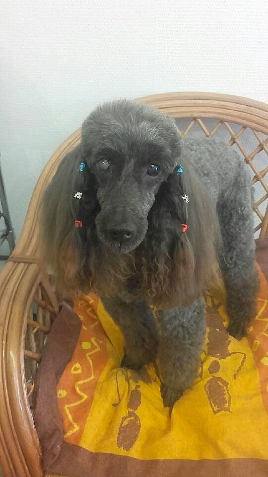 Darius participe au concours pour gagner de l'argent avec cette photo : canidae, carnivore, companion_dog, dog, dog_breed, mammal, miniature_poodle, non_sporting_group, poodle, snout, spaniel, sporting_group, standard_poodle, vertebrate