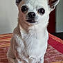 dog, chihuahua, small_dog, white_fur, pet, indoor, close_up, animal, sitting, ears, eyes, face, fur, blanket, striped, cute, domestic_animal, companion, portrait, canine