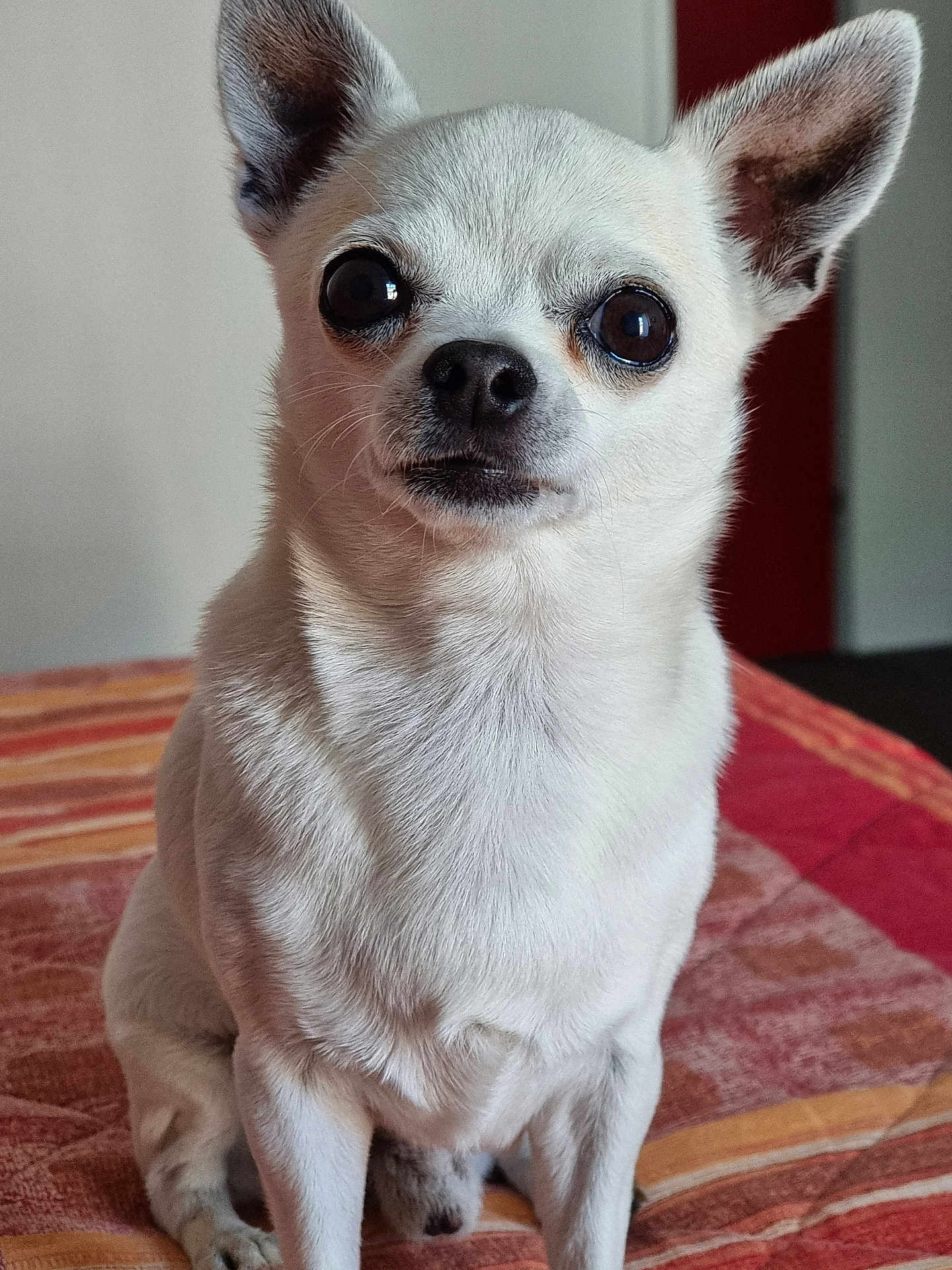 Igor a rejoint le concours — aidez-le/la à gagner de superbes lots ! dog, chihuahua, small_dog, white_fur, pet, indoor, close_up, animal, sitting, ears, eyes, face, fur, blanket, striped, cute, domestic_animal, companion, portrait, canine