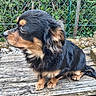 dog, animal, pet, outdoor, bench, wood, fence, greenery, fur, black, tan, side_view, canine, calm, sitting, nature, leafy, quiet, portrait, companion