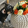 dog, french_bulldog, flower_bouquet, orange_flowers, white_flowers, knitted_pouf, carpet, indoor, pet, curious, sniffing, close_up, texture, decor, home, animal, ears, face, plant, greenery