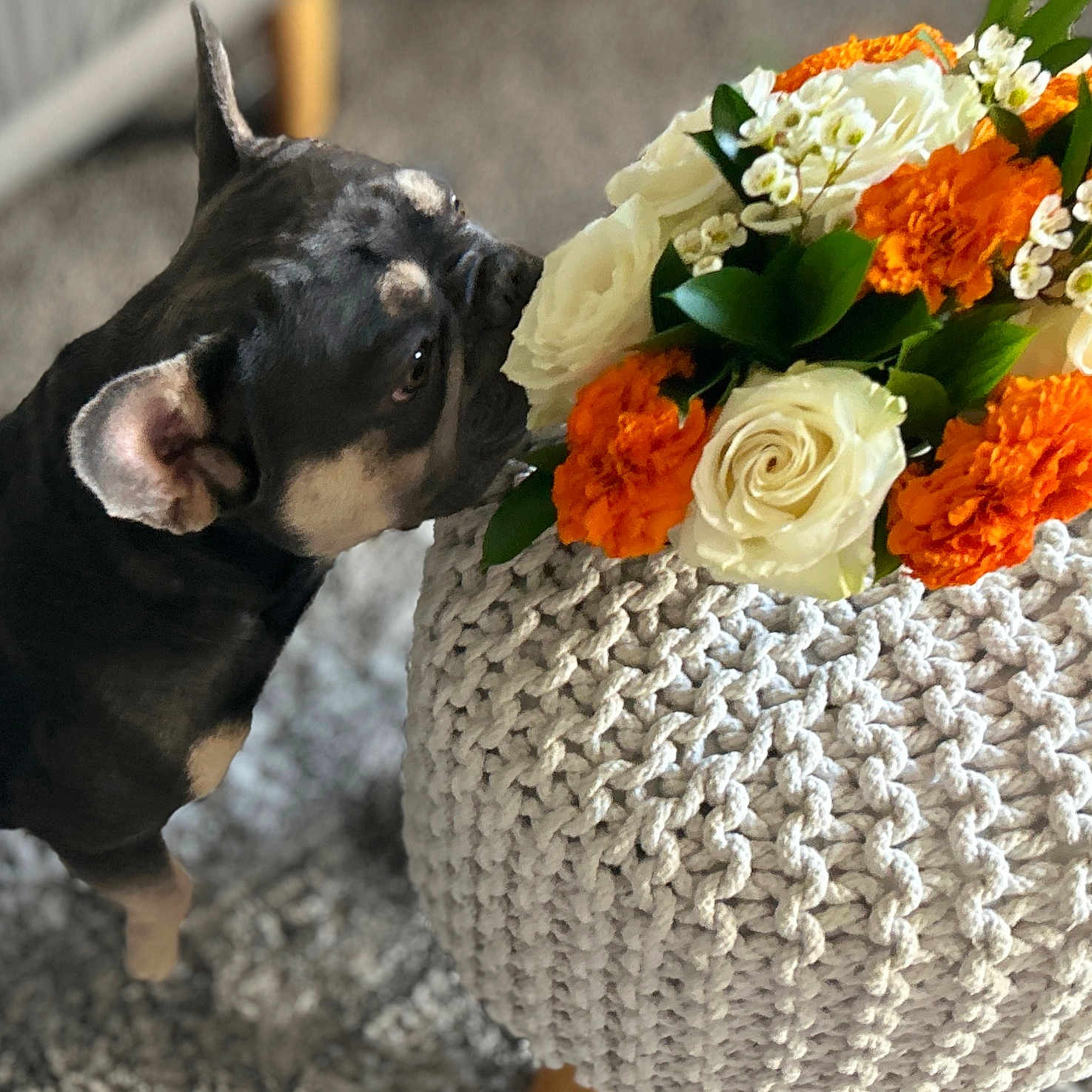 Charlie is registered to the contest to win money with this photo: animal, carpet, close_up, curious, decor, dog, ears, face, flower_bouquet, french_bulldog, greenery, home, indoor, knitted_pouf, orange_flowers, pet, plant, sniffing, texture, white_flowers