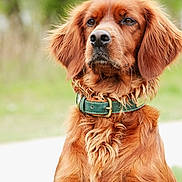 Taïga a rejoint le concours — aidez-le/la à gagner de superbes lots ! animal, canine, closeup, collar, cute, dog, domestic_animal, ears, friendly, fur, golden_retriever, grass, greenery, mammal, nature, outdoor, pet, portrait, sitting, whiskers