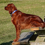 Taïga a rejoint le concours — aidez-le/la à gagner de superbes lots ! bench, bottle, brown_fur, calm, collar, dog, grass, irish_setter, leash, nature, outdoor, park, paw, pet, picnic_table, portrait, profile_view, shadow, sitting, wood