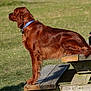 bench, bottle, brown_fur, calm, collar, dog, grass, irish_setter, leash, nature, outdoor, park, paw, pet, picnic_table, portrait, profile_view, shadow, sitting, wood