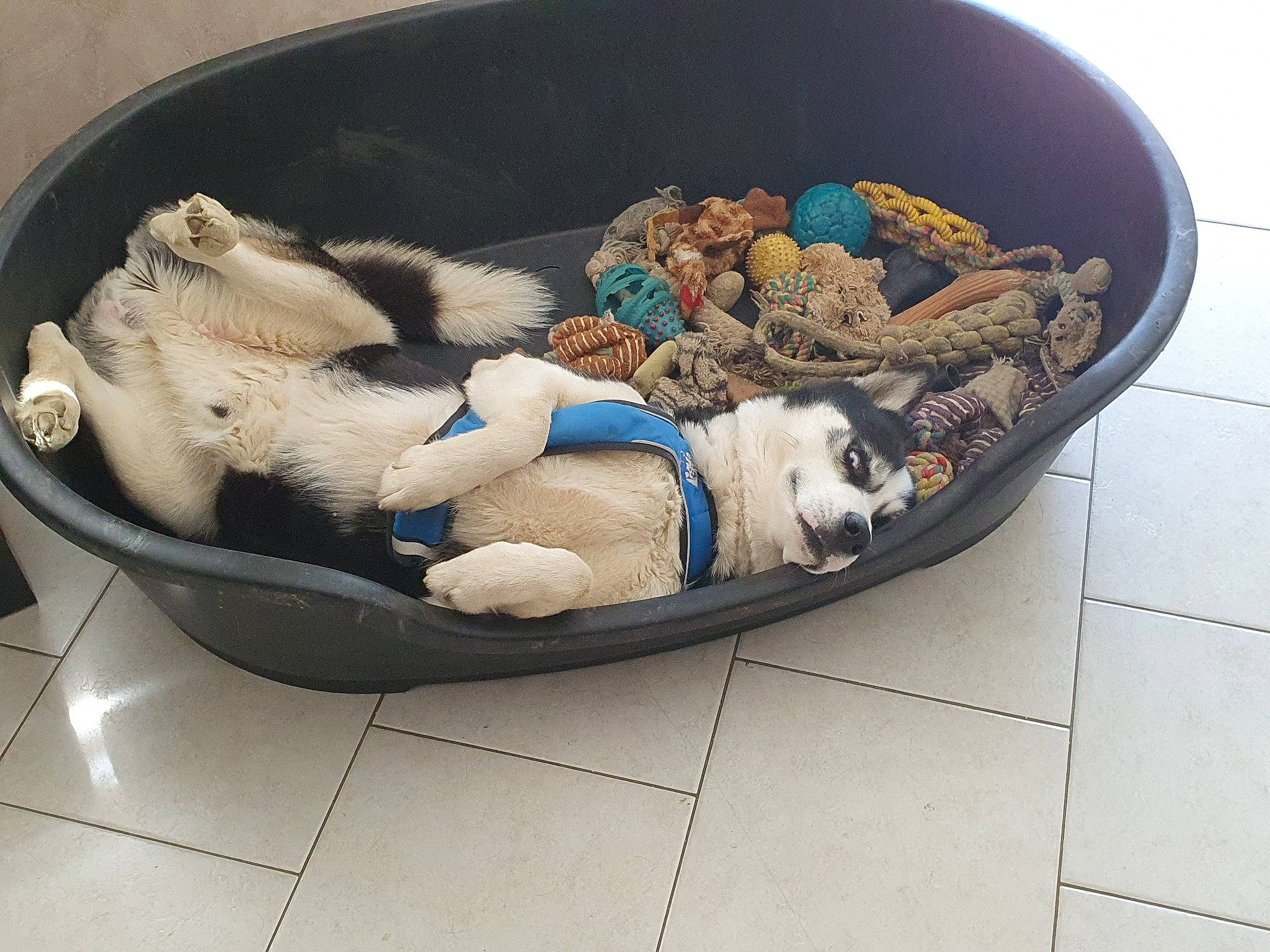 Never a rejoint le concours — aidez-le/la à gagner de superbes lots ! canidae, carnivore, dog, fawn, puppy, sporting_group