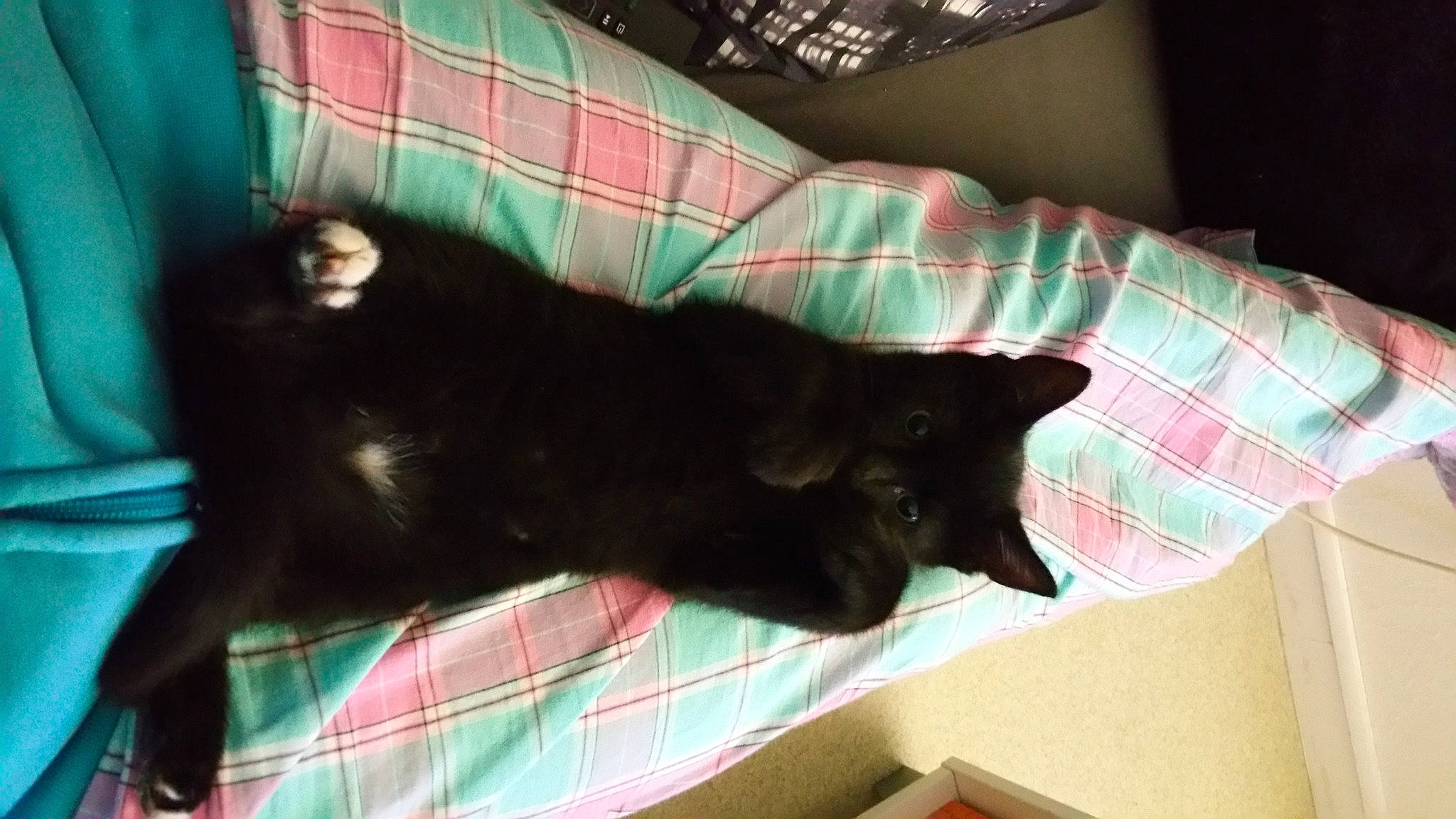 Sirius participe au concours pour gagner de l'argent avec cette photo : black, black_cat, bombay, canidae, carnivore, cat, domestic_short_haired_cat, felidae, fur, kitten, korat, schipperke, small_to_medium_sized_cats, sporting_group, tail, whiskers