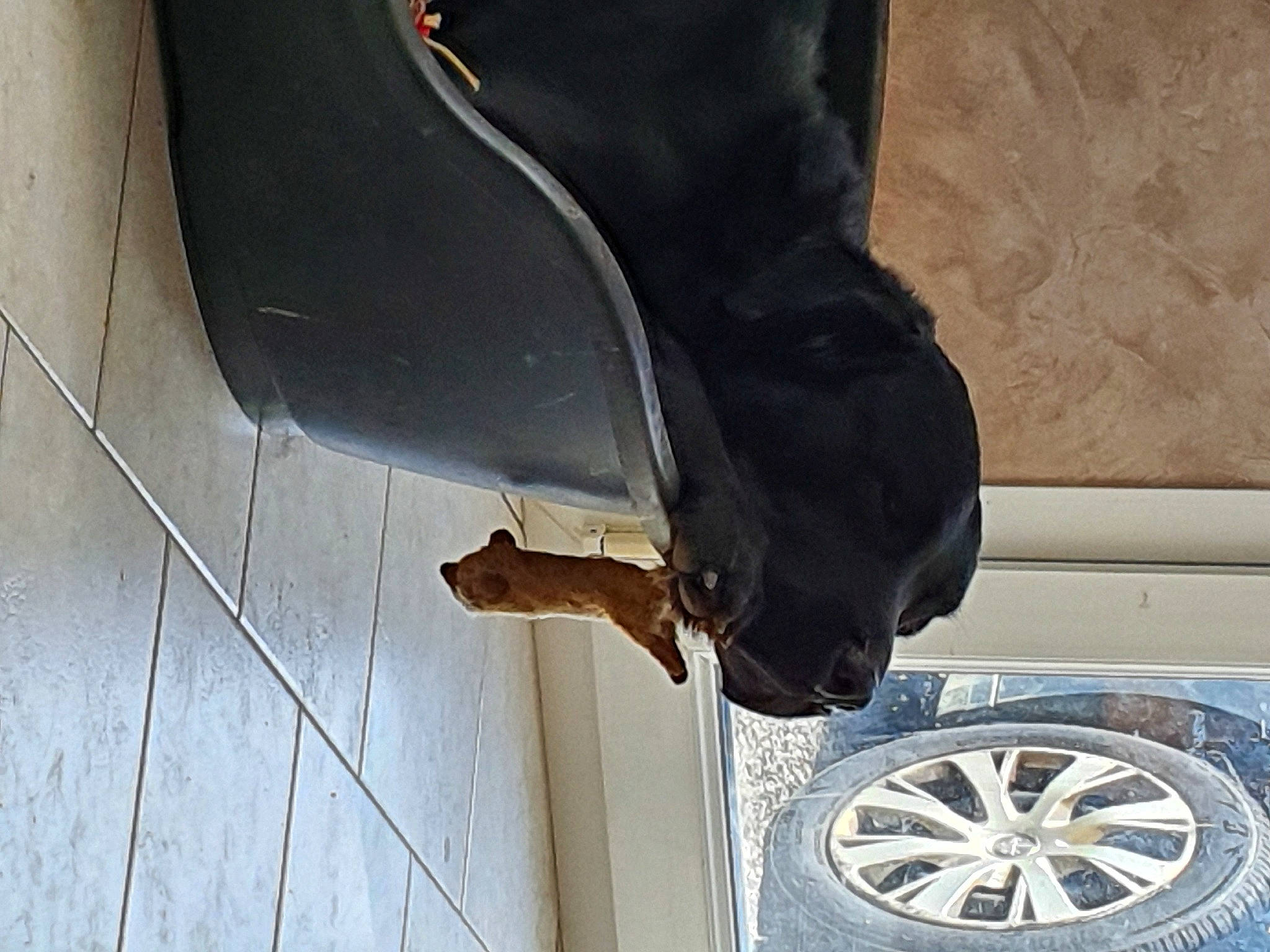 Falco a rejoint le concours — aidez-le/la à gagner de superbes lots ! ankle, black, boot, footwear, high_heels, human_leg, jeans, leg, shoe, tire, wheel