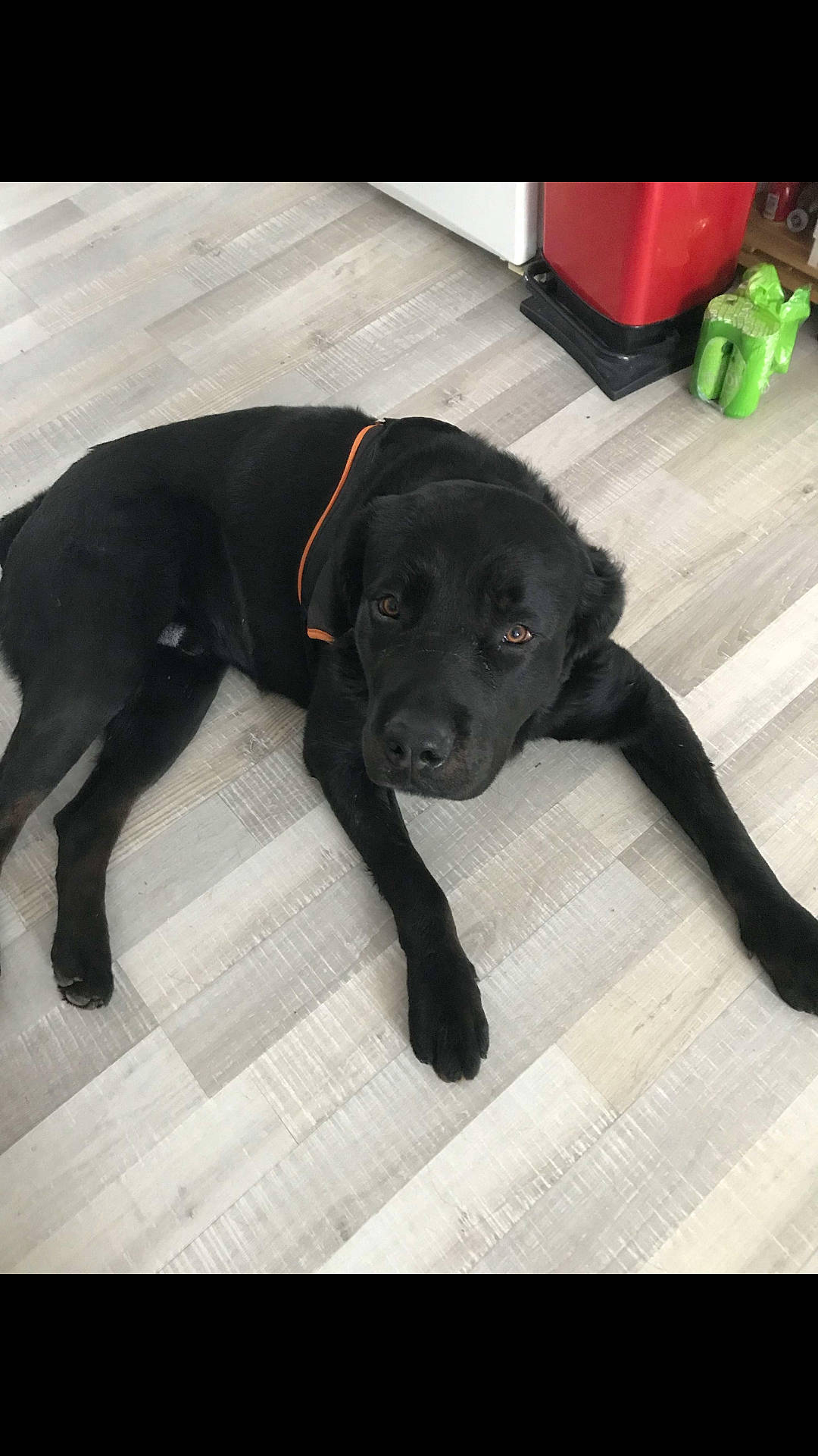 Falco participe au concours pour gagner de l'argent avec cette photo : beagador, borador, canidae, carnivore, dog, dog_breed, flat_coated_retriever, labrador_retriever, mammal, patterdale_terrier, pointing_breed, puppy, rare_breed_dog, retriever, snout, sporting_group, tail, vertebrate