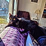 Floki participe au concours pour gagner de l'argent avec cette photo : black_cat, cat, indoor, sunlight, blanket, purple, window, lamp, chair, bookshelf, pillow, home_interior, relaxing, pet, feline, daylight, shadow, animal, cozy, resting