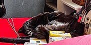 Floki participe au concours pour gagner de l'argent avec cette photo : cat, black_cat, relaxed, lying_down, red_surface, pillow, boxes, guitar_case, cable, indoor, furniture, shelf, wooden_furniture, pet, sleeping_cat, paw, whiskers, cozy, domestic, resting