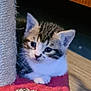 Thora a rejoint le concours — aidez-le/la à gagner de superbes lots ! kitten, cat, cute, pet, animal, scratching_post, fur, whiskers, ears, eyes, paws, indoor, floor, resting, tabby, small, young, domestic, curious, cozy