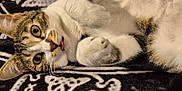Thora a rejoint le concours — aidez-le/la à gagner de superbes lots ! cat, tabby, white_fur, lying_down, tongue_out, paws, close_up, pet, domestic_cat, feline, blanket, patterned_blanket, relaxed, cute, whiskers, ears, indoor, fur, playful, animal