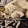 cat, tabby, white_fur, lying_down, tongue_out, paws, close_up, pet, domestic_cat, feline, blanket, patterned_blanket, relaxed, cute, whiskers, ears, indoor, fur, playful, animal