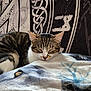 Thora a rejoint le concours — aidez-le/la à gagner de superbes lots ! cat, tabby_cat, sleeping, blanket, wolf_print, tapestry, pattern, indoor, cozy, resting, fur, animal, pet, whiskers, closeup, relaxation, soft_texture, comfort, domestic_cat, feline