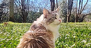 Scott participe au concours pour gagner de l'argent avec cette photo : animal, blue_sky, calm, cat, daisies, daylight, feline, flora, fluffy, grass, meadow, nature, outdoor, peaceful, pet, profile, sitting, spring, sunlight, trees