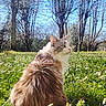animal, blue_sky, calm, cat, daisies, daylight, feline, flora, fluffy, grass, meadow, nature, outdoor, peaceful, pet, profile, sitting, spring, sunlight, trees