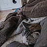 Scott participe au concours pour gagner de l'argent avec cette photo : appliance, blanket, cat, comfort, couch, cozy, domestic_animal, fur, furniture, home, indoor, living_room, pet, relaxation, rest, sleeping, soft, tabby_cat, warm, wash_machine