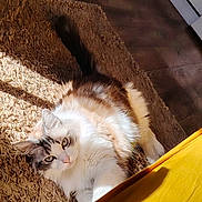 Scott a rejoint le concours — aidez-le/la à gagner de superbes lots ! animal, brown_rug, cat, cozy, domestic_cat, fluffy, fur, grey_fur, home, indoor, laying_down, pet, relaxed, resting, rug, sunbeam, sunlight, white_fur, wooden_floor, yellow_fabric