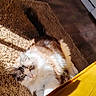 animal, brown_rug, cat, cozy, domestic_cat, fluffy, fur, grey_fur, home, indoor, laying_down, pet, relaxed, resting, rug, sunbeam, sunlight, white_fur, wooden_floor, yellow_fabric