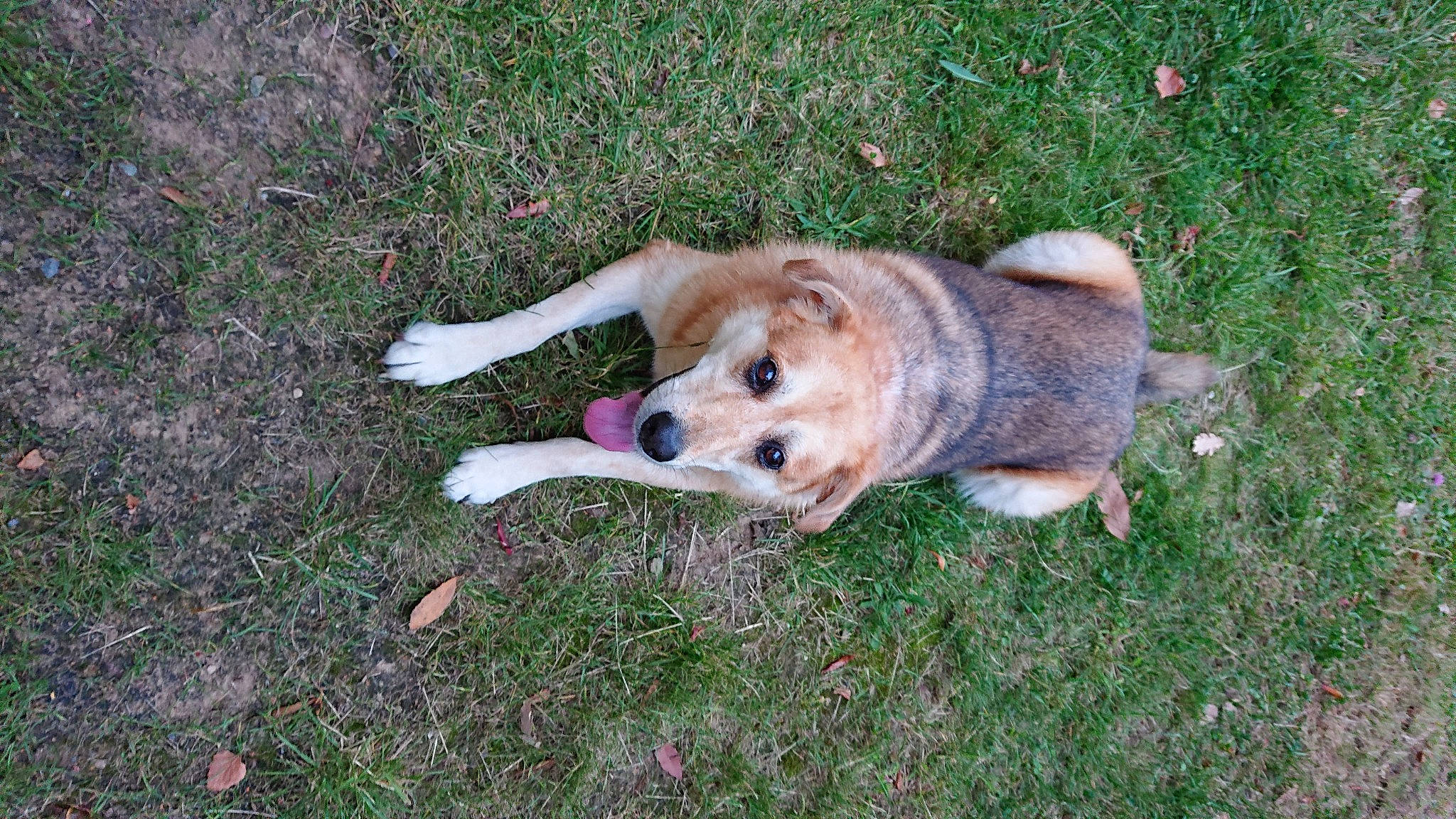 Irmana a rejoint le concours — aidez-le/la à gagner de superbes lots ! canidae, canis, carnivore, companion_dog, dog, dog_breed, fawn, fur, grass, groundcover, non_sporting_group, paw, snout, sporting_group, tail, terrestrial_animal, wildlife, working_animal, working_dog