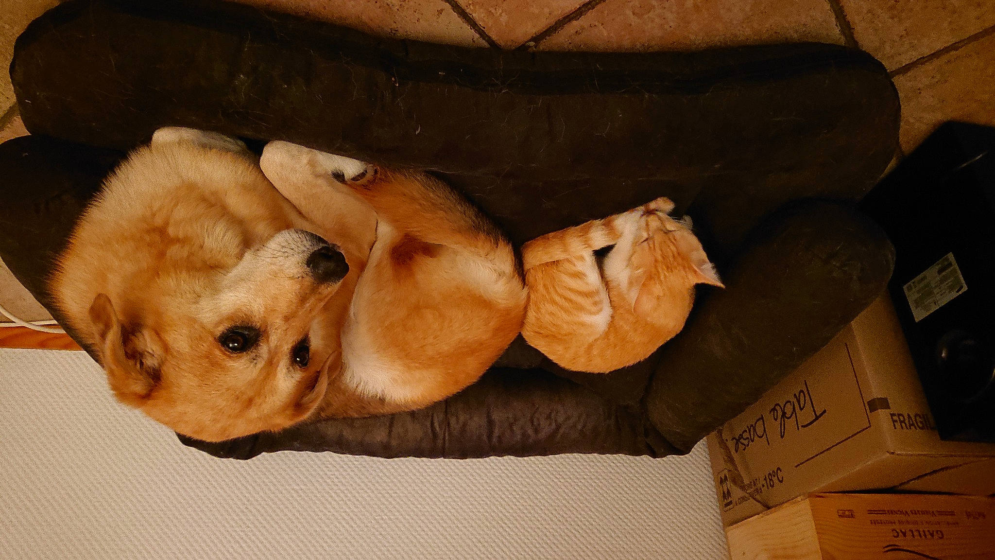 Irmana a rejoint le concours — aidez-le/la à gagner de superbes lots ! canidae, carnivore, comfort, companion_dog, dog, dog_breed, fawn, fur, liver, paw, plush, puppy, snout, sporting_group, stuffed_toy, tail, terrestrial_animal, whiskers, wood, working_animal