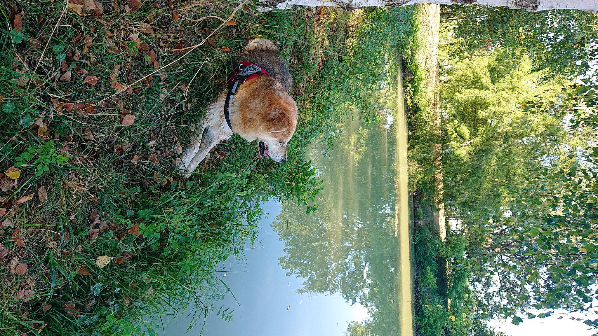 Irmana a rejoint le concours — aidez-le/la à gagner de superbes lots ! canidae, carnivore, dog, dog_breed, fawn, felidae, fur, grass, nature_reserve, plant, small_to_medium_sized_cats, sporting_group, tail, tree, trunk, twig, water, whiskers, wildlife, wood