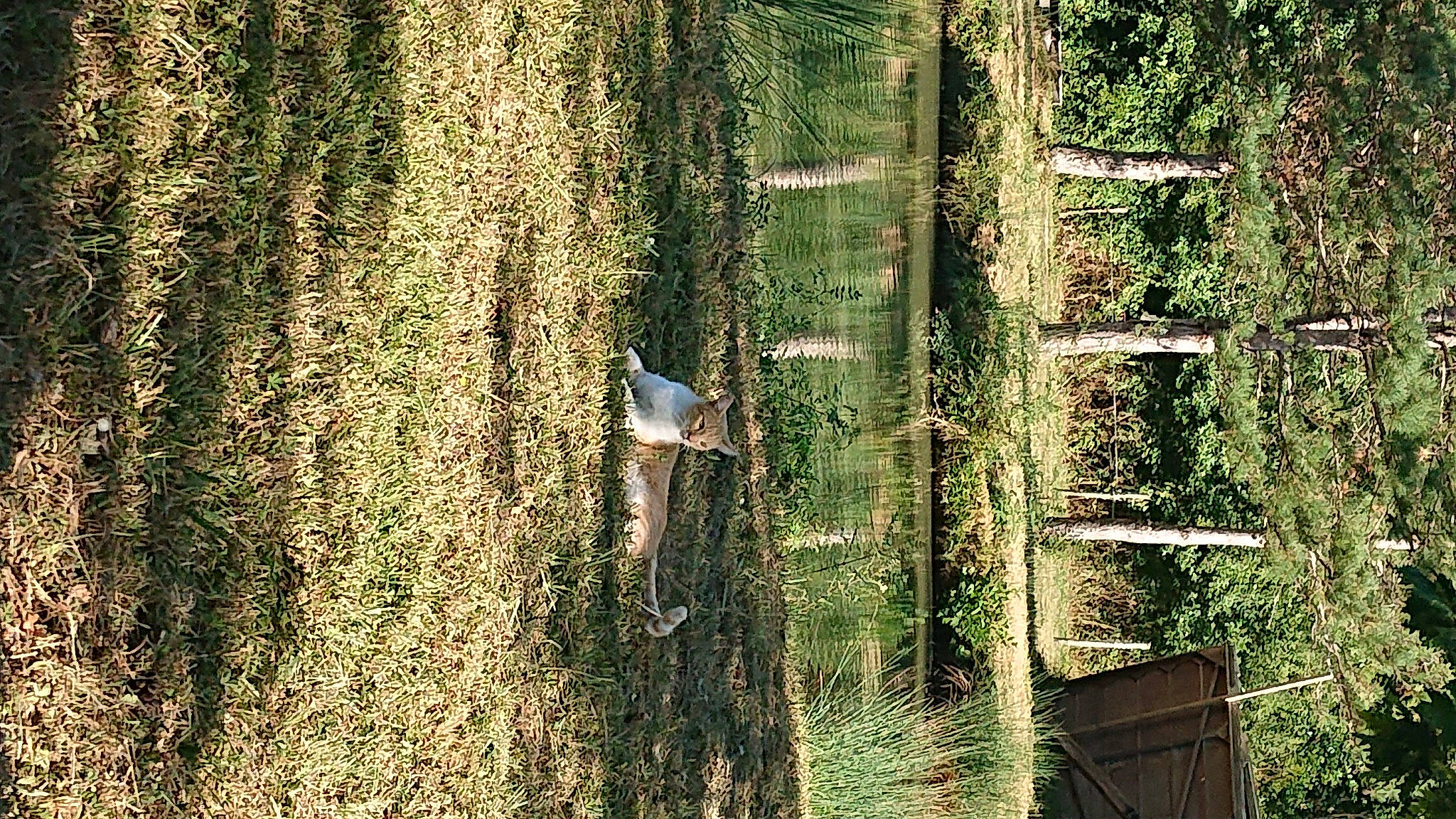 Nesquik a rejoint le concours — aidez-le/la à gagner de superbes lots ! bird, branch, forest, grass, grass_family, groundcover, landscape, nature_reserve, plant, reflection, shrub, terrestrial_plant, tints_and_shades, tree, trunk, twig, wetland, wildlife, wood, woody_plant
