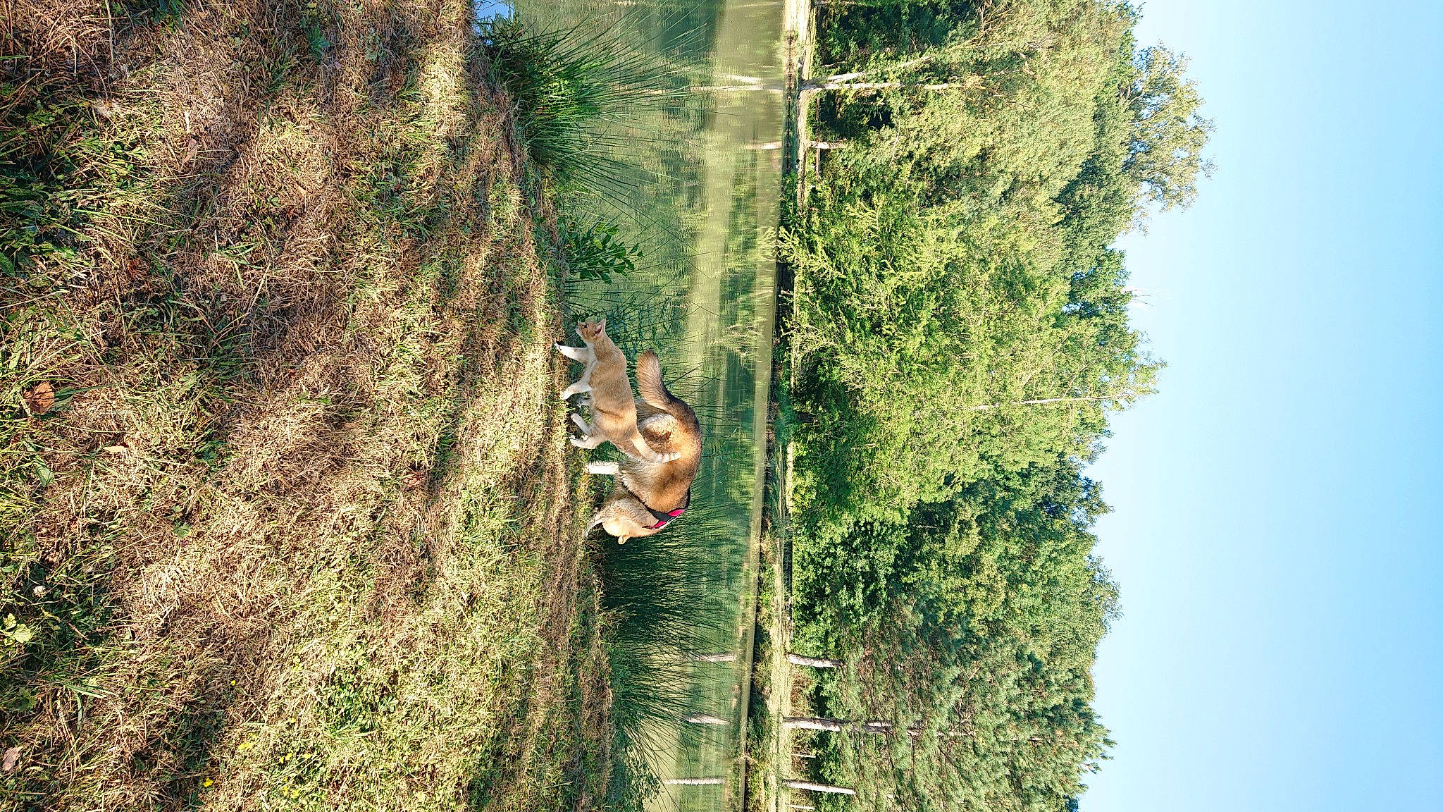 Nesquik a rejoint le concours — aidez-le/la à gagner de superbes lots ! adventure, biome, branch, canidae, fawn, forest, grass, grass_family, landscape, plant, rock, shadow, sky, terrestrial_animal, tree, trunk, twig, wildlife, wood, woody_plant