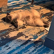 Moon Pie is registered to the contest to win money with this photo: cat, fluffy, carpet, indoor, relaxed, blue, beige, furniture, chair, glass, paper_bag, pet, animal, lying_down, cozy, floor, home, shadow, curious, domestic