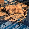 cat, fluffy, carpet, indoor, relaxed, blue, beige, furniture, chair, glass, paper_bag, pet, animal, lying_down, cozy, floor, home, shadow, curious, domestic