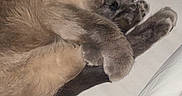 Moon Pie is registered to the contest to win money with this photo: animal, bed, blanket, cat, close_up, cozy, cute, cute_pose, domestic_animal, feline, fur, indoor, patterned_background, paws, pet, relaxing, resting, sleeping, soft, whiskers
