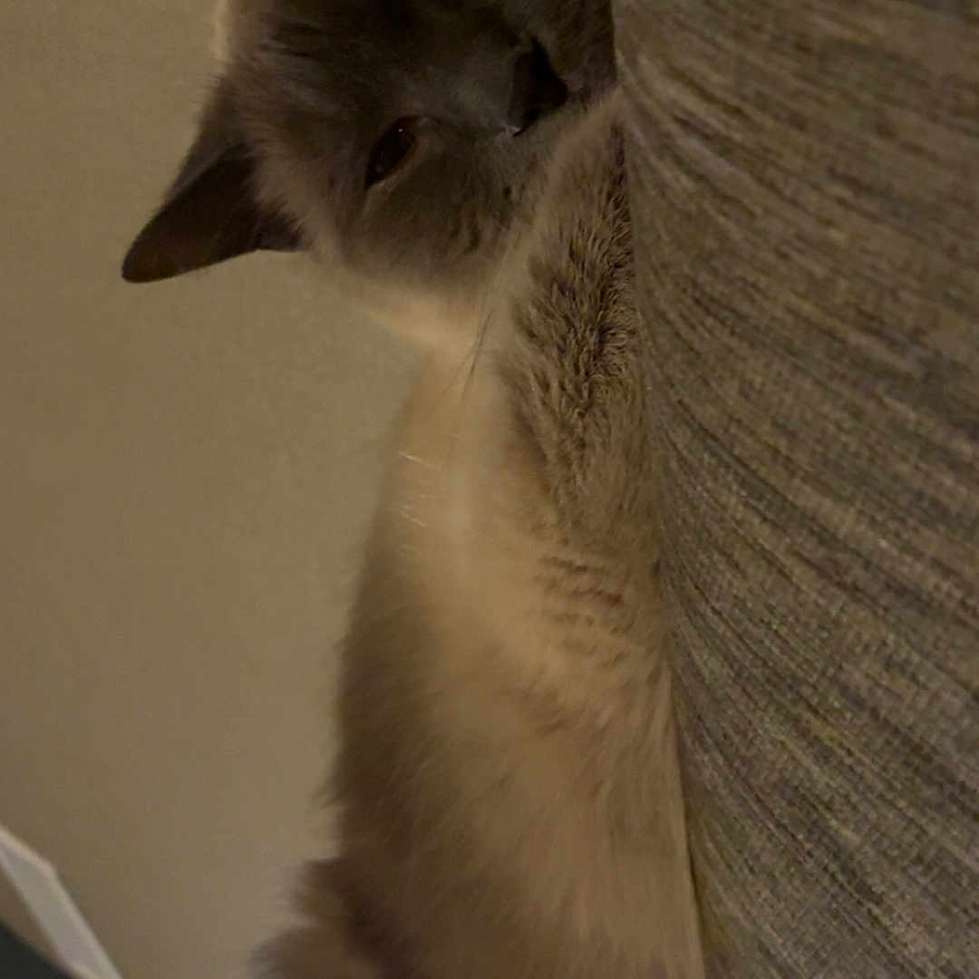 Moon Pie is registered to the contest to win money with this photo: cat, fluffy, feline, resting, couch, indoor, pet, relaxed, sleepy, fur, cozy, home, animal, mammal, whiskers, ears, soft, texture, closeup, domestic